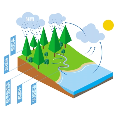 森林為什么是“水庫”？