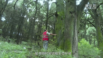 習近平講述的故事|青蒼簇擁越千年