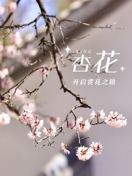 追花指南第六期！杏花雨 楊柳風(fēng) 北京最美的杏花在這里