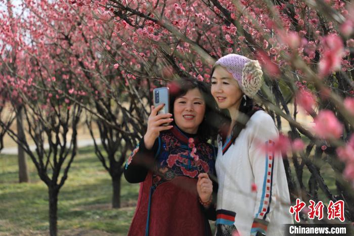 市民在梅花樹下拍照?！∴囆?qiáng) 攝