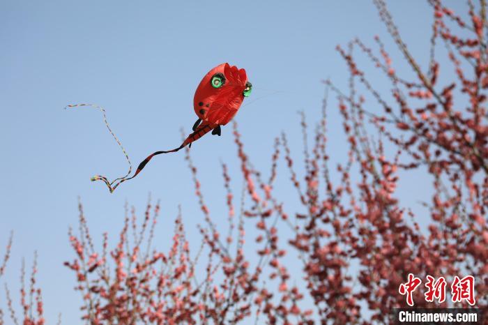風(fēng)箏在花中飛舞。　鄧小強(qiáng) 攝