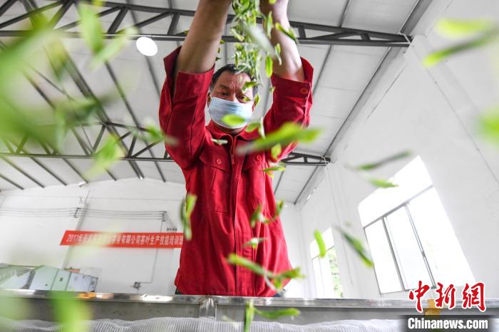 村民將茶葉攤青晾干?！钊A峰 攝