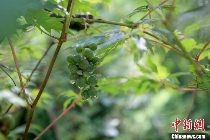 野生動(dòng)物在北京：如何筑牢生物多樣性“保護(hù)網(wǎng)”？