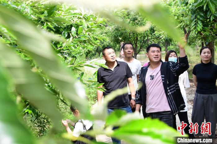 游客在欣賞栗樹(shù)花。　郝云崎 攝