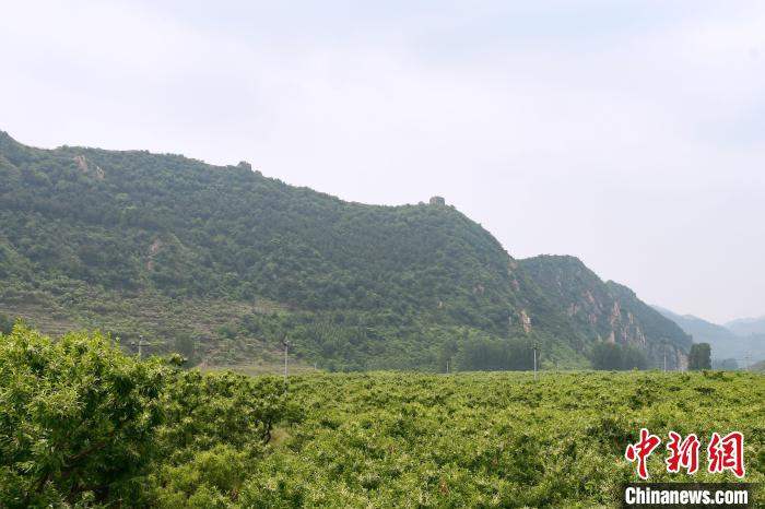 長(zhǎng)城腳下萬(wàn)畝栗花綻放，散發(fā)出淡淡清香?！『略破?攝