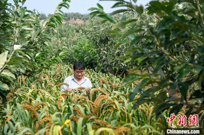 農(nóng)業(yè)專家劉正理正在查看谷子生長(zhǎng)情況?！≮w亮 攝