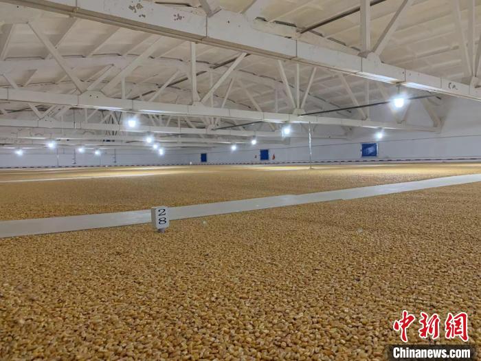 倉內(nèi)清涼干爽、遍地金黃，上千平方米的糧食盡收眼底?！⊥趸萘?攝