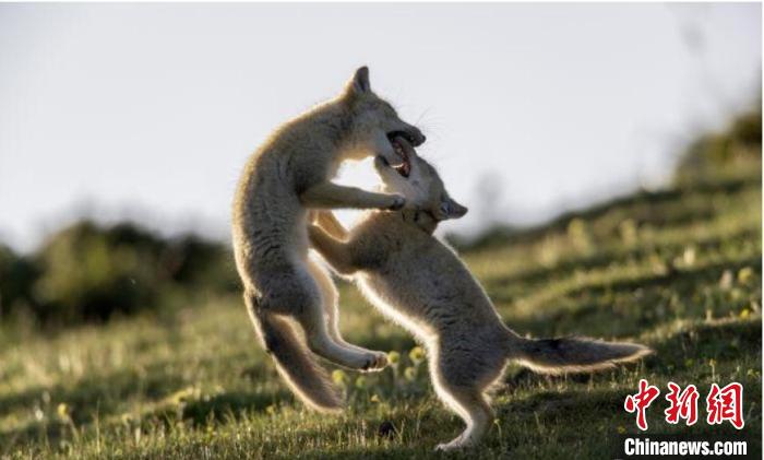 圖為郝進(jìn)芳的作品《難分勝負(fù)》。　青海省祁連山自然保護(hù)協(xié)會(huì)供圖