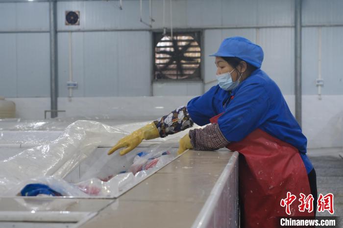 圖為一名工人正在檢查酸筍腌制情況?！⒖÷?攝