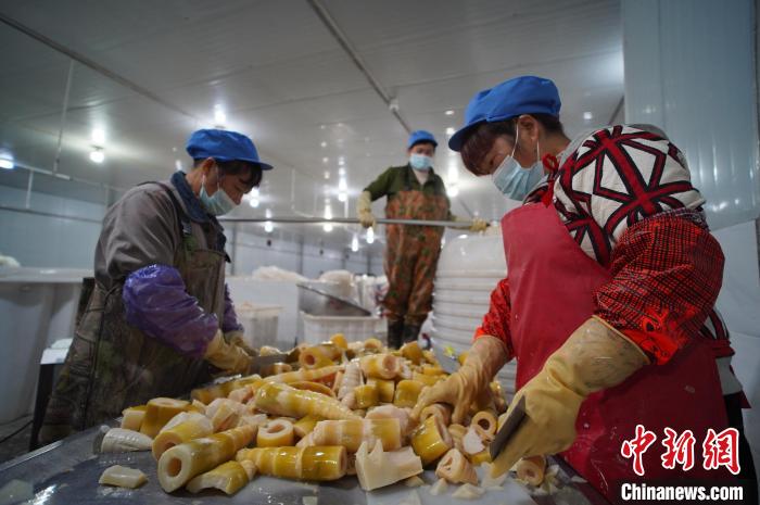 圖為多名工人正在將酸筍切成小塊?！№f國政 攝