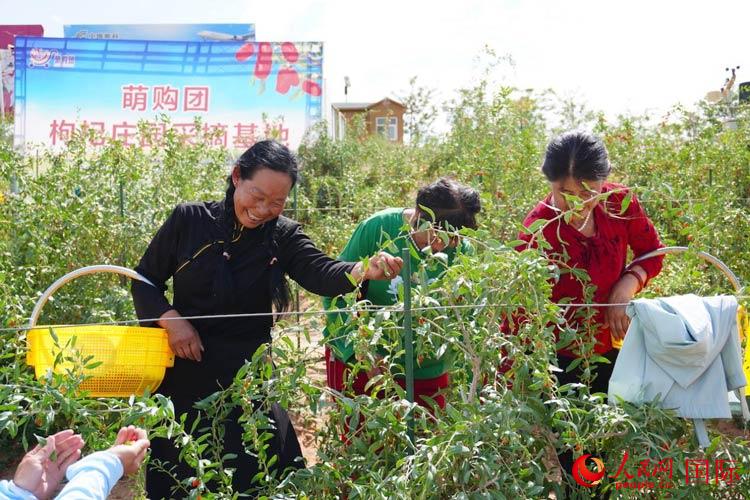 中寧縣來自西海固的移民大姐們一邊采摘新鮮枸杞一邊歌唱，笑由心生。人民網(wǎng)記者 何蒨攝