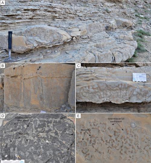 寒武系生物礁沉積模式示意圖?！∧瞎潘?供圖