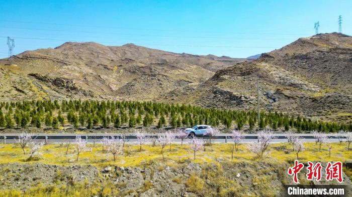 生態(tài)修復(fù)后逐漸變綠的賀蘭山石嘴山段?！∈焐绞形麄鞑抗﹫D