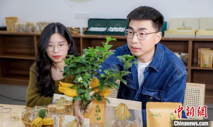 北山口村的佛手電商直播?！≈鬓k方供圖