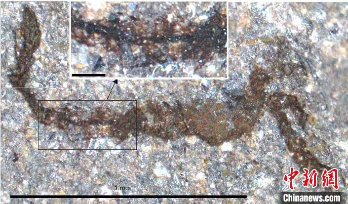 一個(gè)類似于寒武紀(jì)大附肢綱節(jié)肢動(dòng)物Yohoia的新物種(圖片來自Joe Botting)。　施普林格·自然 供圖