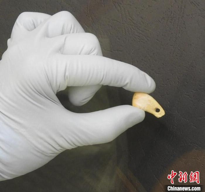 打孔鹿牙墜飾提取DNA后(圖片來自馬克斯·普朗克演化人類學(xué)研究所)?！∈┢樟指瘛ぷ匀?供圖