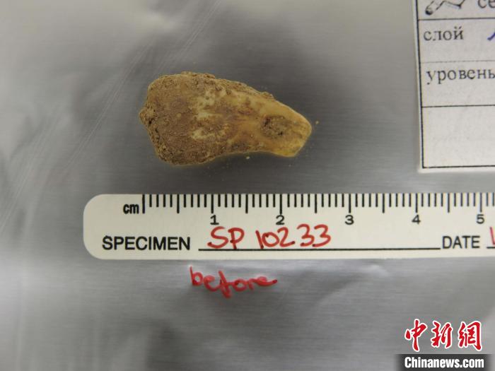 打孔鹿牙墜飾提取DNA前(圖片來自馬克斯·普朗克演化人類學(xué)研究所)?！∈┢樟指瘛ぷ匀?供圖