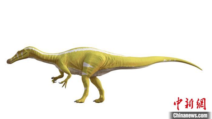 棘龍類新物種Protathlitis cinctorrensis(圖源Grup Guix)。　施普林格·自然 供圖