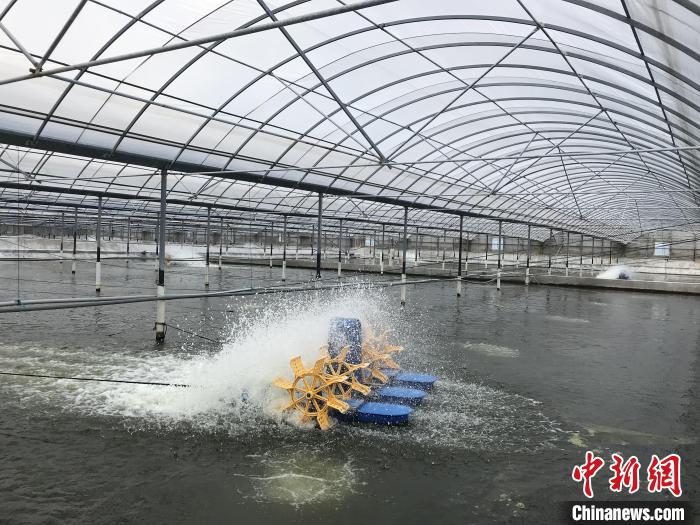 南美白對蝦養(yǎng)殖基地?！∠笊轿r蟹科技小院供圖