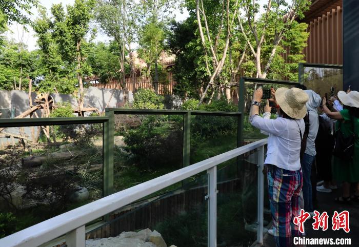 海外華文媒體近距離參觀大熊貓，探尋大熊貓的“大運情緣”。　王磊 攝