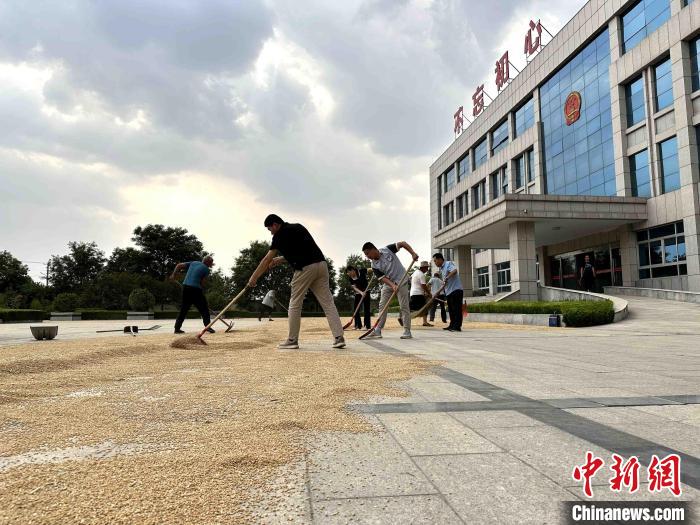 平原縣組織志愿者幫助農(nóng)民晾曬小麥?！垈?攝