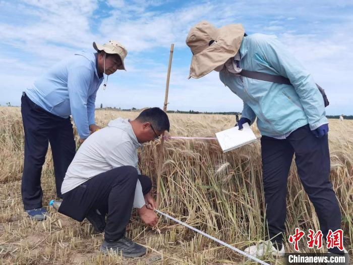 去年新疆冬小麥高產(chǎn)紀錄是863.8公斤?！⊙Μ| 攝