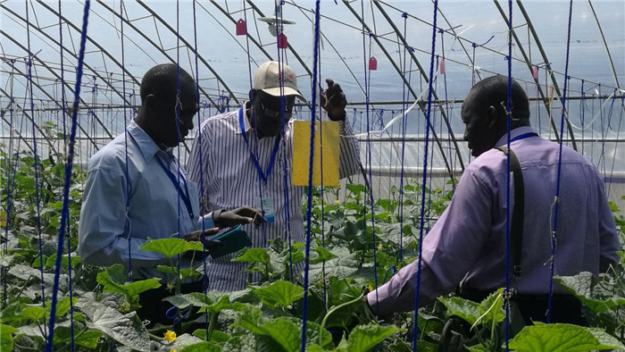 孫釗向當(dāng)?shù)剞r(nóng)戶講解粘蟲板工作原理。受訪者供圖