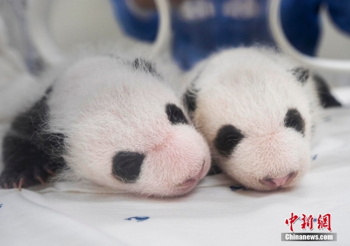 當(dāng)?shù)貢r間8月7日，韓國三星愛寶樂園公布雌性雙胞胎大熊貓幼崽(左為姐姐，右為妹妹)于6日拍攝的滿月照。愛寶樂園 供圖