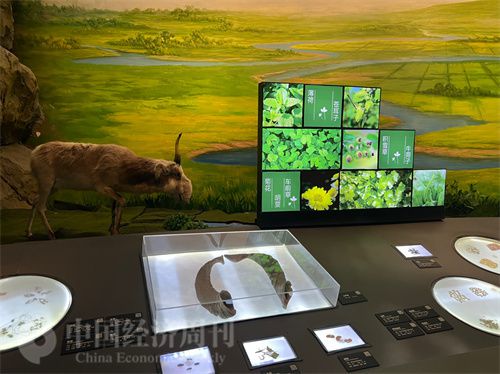   （中醫(yī)藥博物館展出的各類中藥材令人應(yīng)接不暇。中國(guó)經(jīng)濟(jì)周刊記者 郭志強(qiáng) 攝）