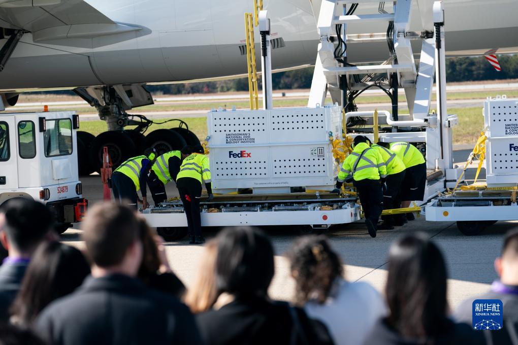 11月8日，在美國弗吉尼亞州的華盛頓杜勒斯國際機場，裝有大熊貓的特制“旅行包廂”準備運上專機。新華社記者劉杰攝