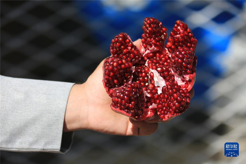 11月10日，在阿富汗首都喀布爾，商販展示產(chǎn)自阿富汗南部坎大哈省的石榴。新華社發(fā)（塞夫拉赫曼·薩菲攝）