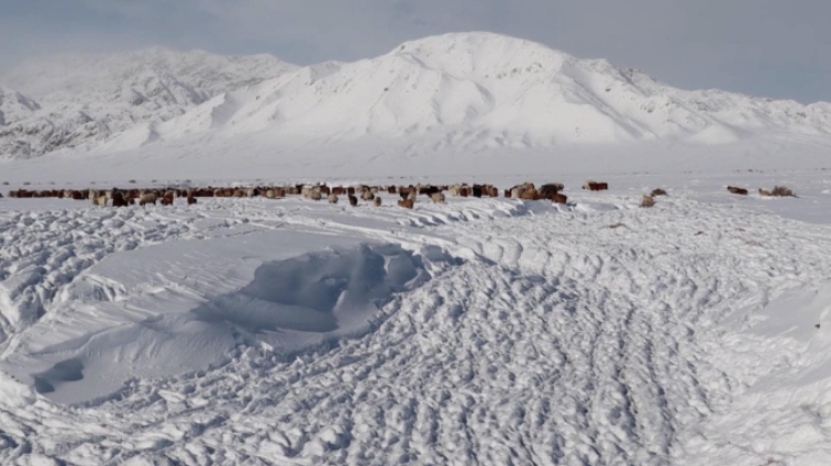 蒙古國近日發(fā)生雪災。圖片來源：蒙政府網站