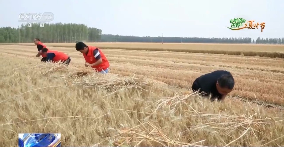 “三夏”生產(chǎn)思維導(dǎo)圖安排上了！還有政府大院等你來(lái)“曬”