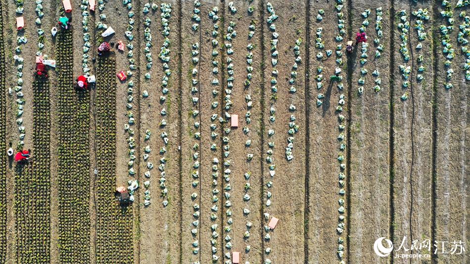 效佐社區(qū)村民對苗木進行田間管理。丁華明攝