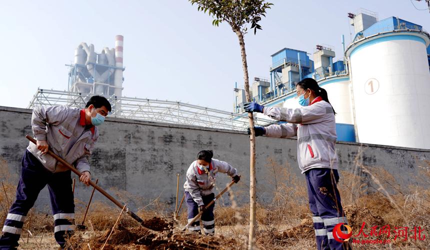 邢臺金隅職工在石邢公路沿線植樹。 宋繼昌攝