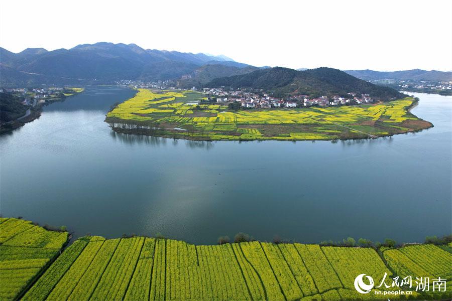 春江水暖，油菜花開。人民網(wǎng) 李芳森攝