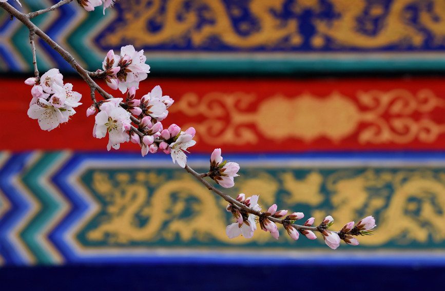 “云”賞桃花相映紅。紅橋區(qū)委宣傳部供圖