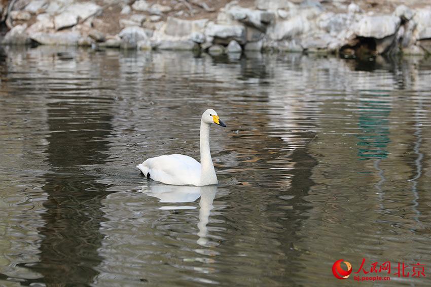 北京動物園水禽湖上，水鳥游弋其中，傳遞春的消息。人民網(wǎng) 尹星云攝