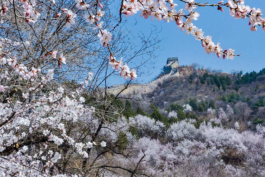 眼下，八達(dá)嶺長城內(nèi)外春花爭艷。陸軍攝