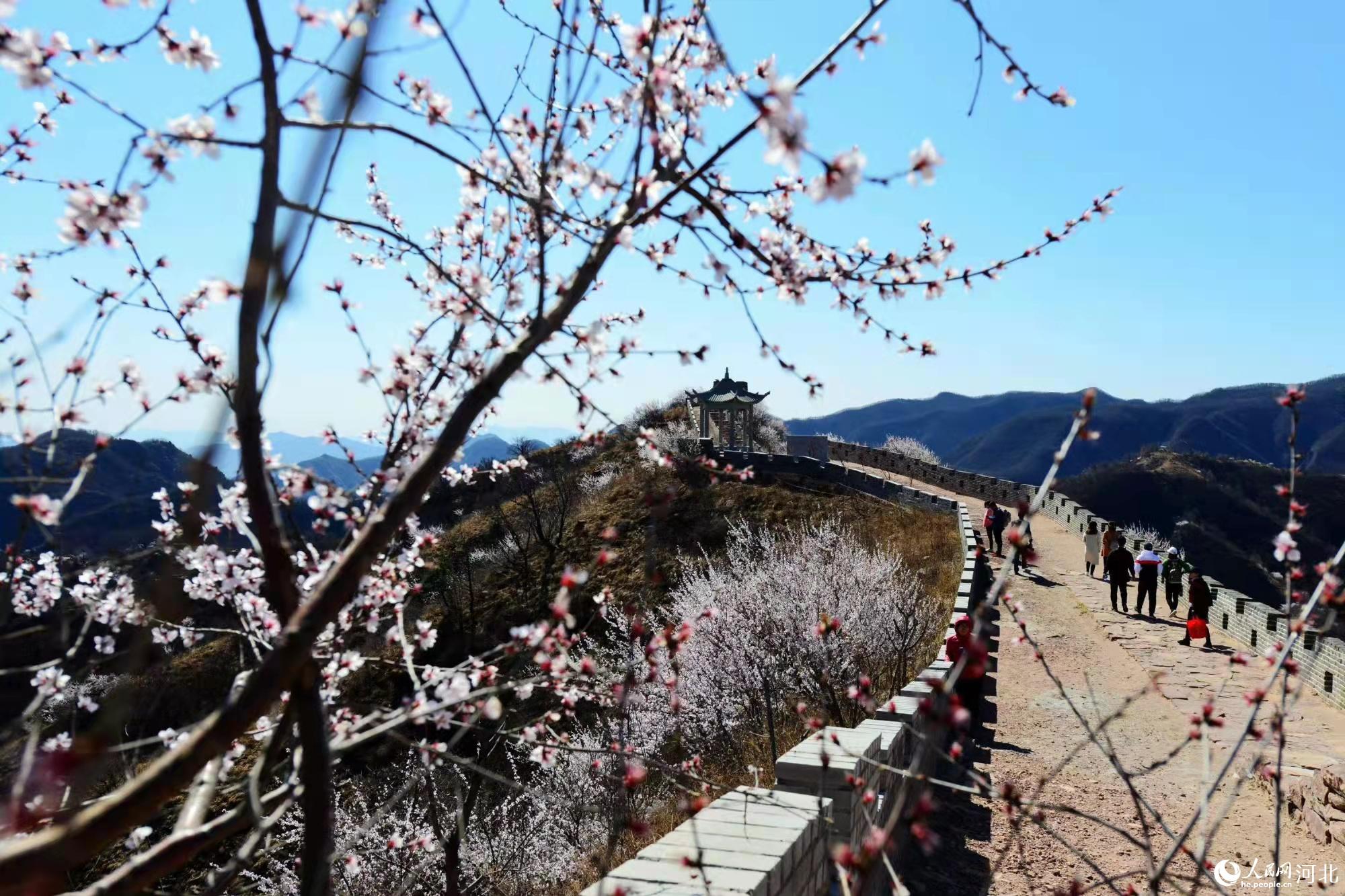 邢臺九龍峽景區(qū)鮮花盛開。 馬健攝