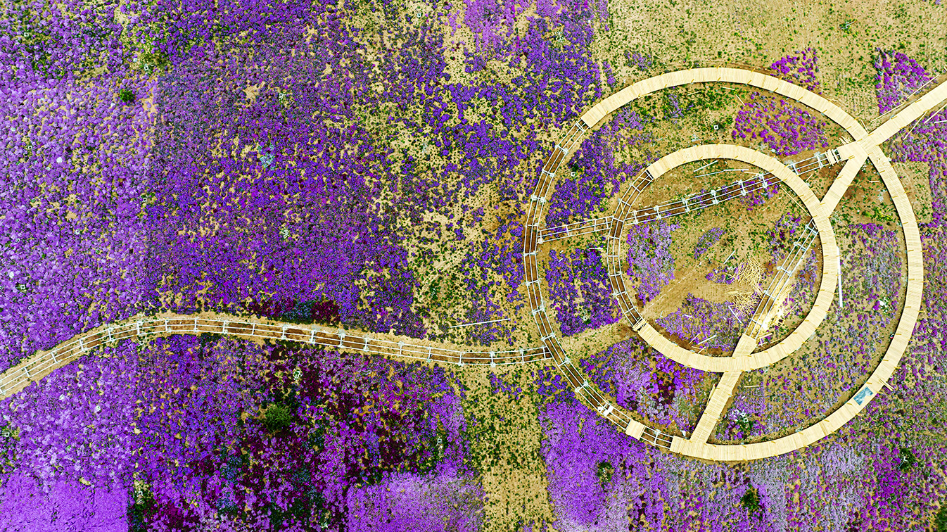 邯鄲市復(fù)興區(qū)德豐生態(tài)園的300畝芝櫻花進入最佳觀賞期。放眼望去，五彩音符和豎琴造型下的芝櫻花恰似披上了一層色彩斑斕的錦緞，蔚為壯觀。聶長青攝