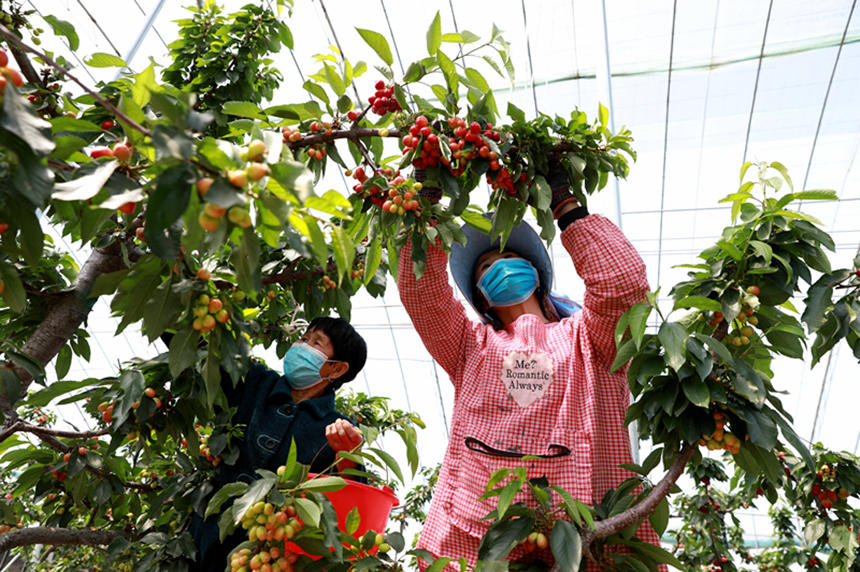 河北省邢臺市任澤區(qū)東古城村果農(nóng)在大棚里采摘櫻桃。 宋杰攝
