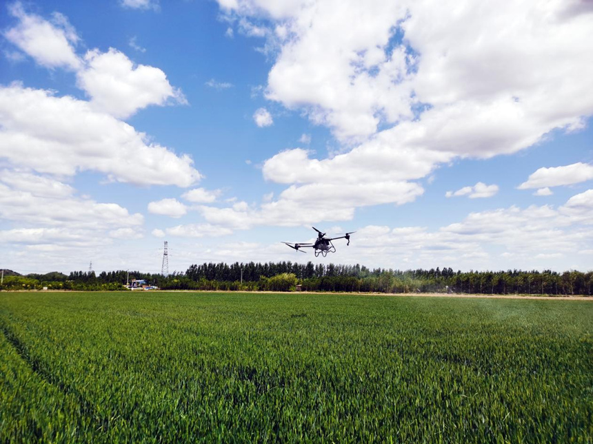 河北省遷安市扣莊鎮(zhèn)海沃之豐合作社利用植保無人機(jī)進(jìn)行“一噴三防”作業(yè)。 張友青攝