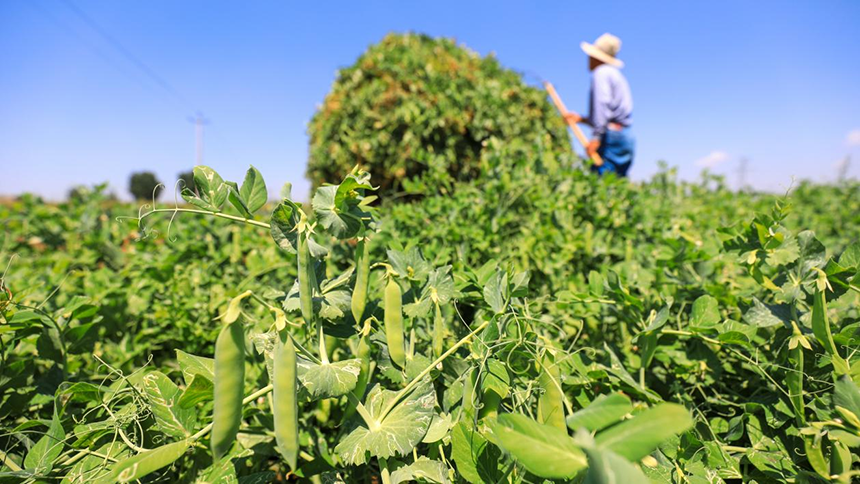 河北省唐山市灤南縣宋道口鎮(zhèn)崔董各莊村農民在田間收獲豌豆。張永新攝