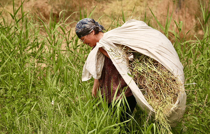 村民在收割油菜花，臉上綻放著豐收的喜悅。陳英華攝