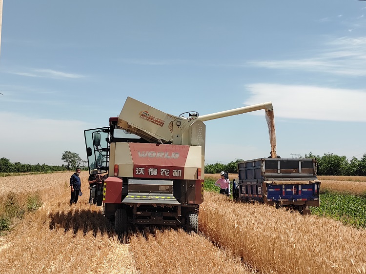 臨汾市堯都區(qū)賈得鄉(xiāng)大王村麥?zhǔn)宅F(xiàn)場(chǎng)。劉婷婷攝