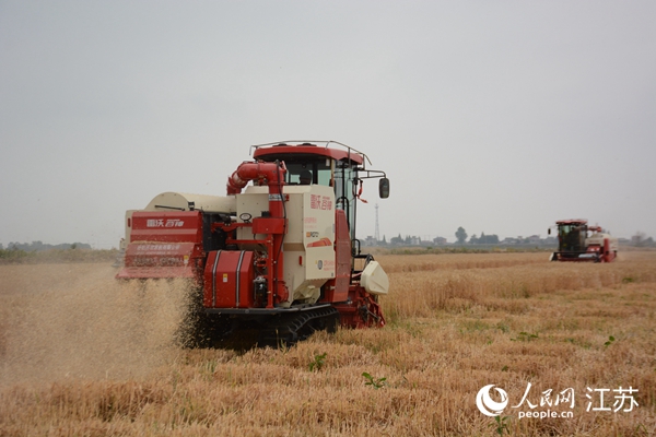 5月下旬，勝利圩高標(biāo)準(zhǔn)農(nóng)田內(nèi)，大型收割機作業(yè)。韋東寧攝