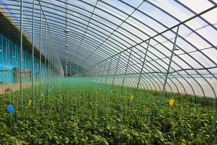 智慧蔬菜富民生。