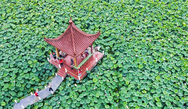 圖為金湖萬畝荷花蕩。陳義寶攝