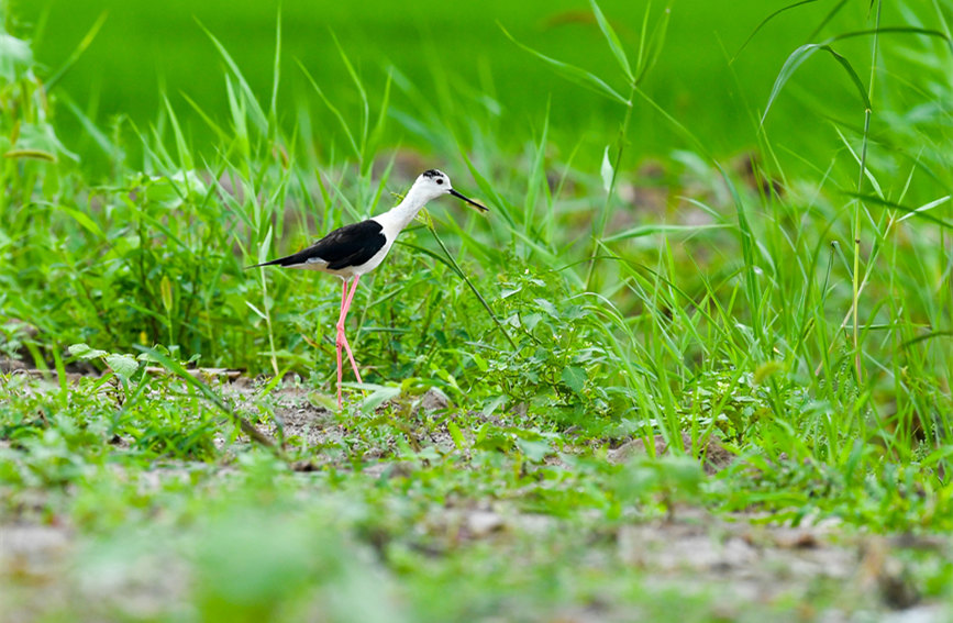 生態(tài)綠屏修復(fù)完成，吸引眾多野生動(dòng)物在此棲息繁衍。翟鑫彬攝